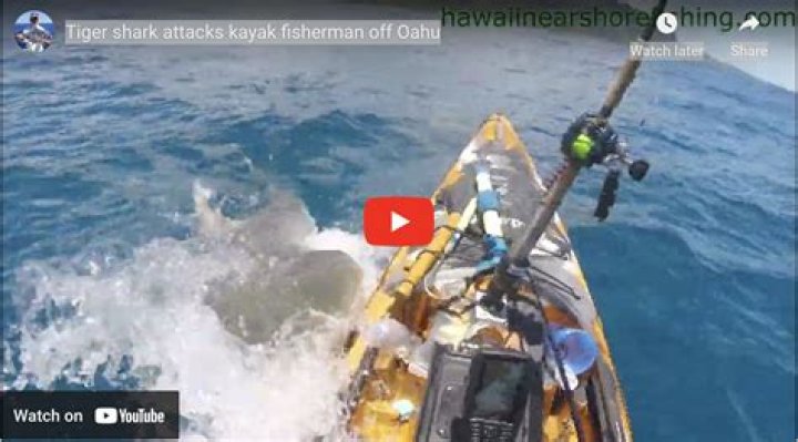 The moment great white shark attacks kayaker