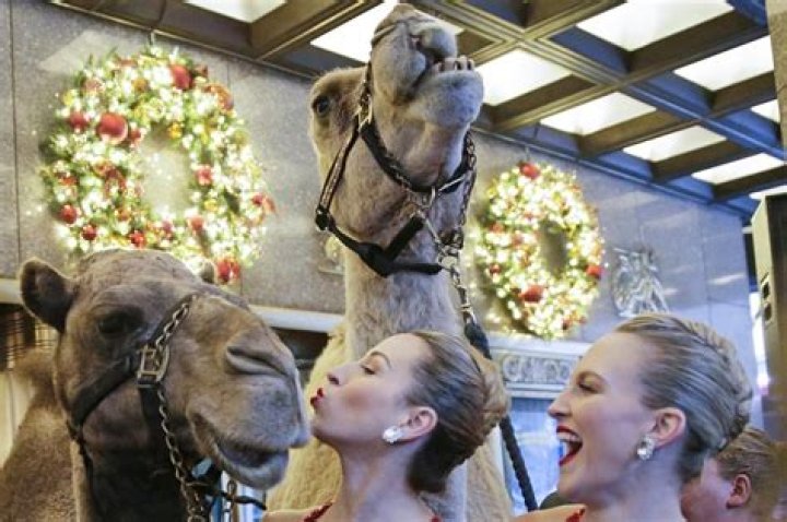 The real star of the Radio City Christmas Spectacular is a camel named Ted