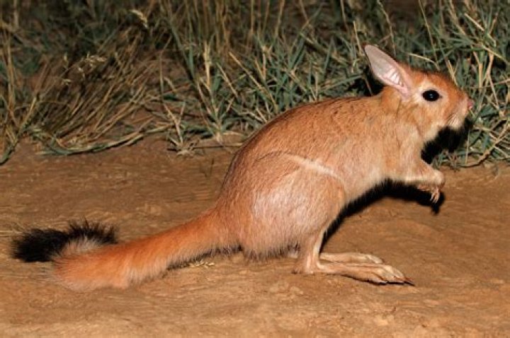 The weirdest penis stories in the animal kingdom revealed