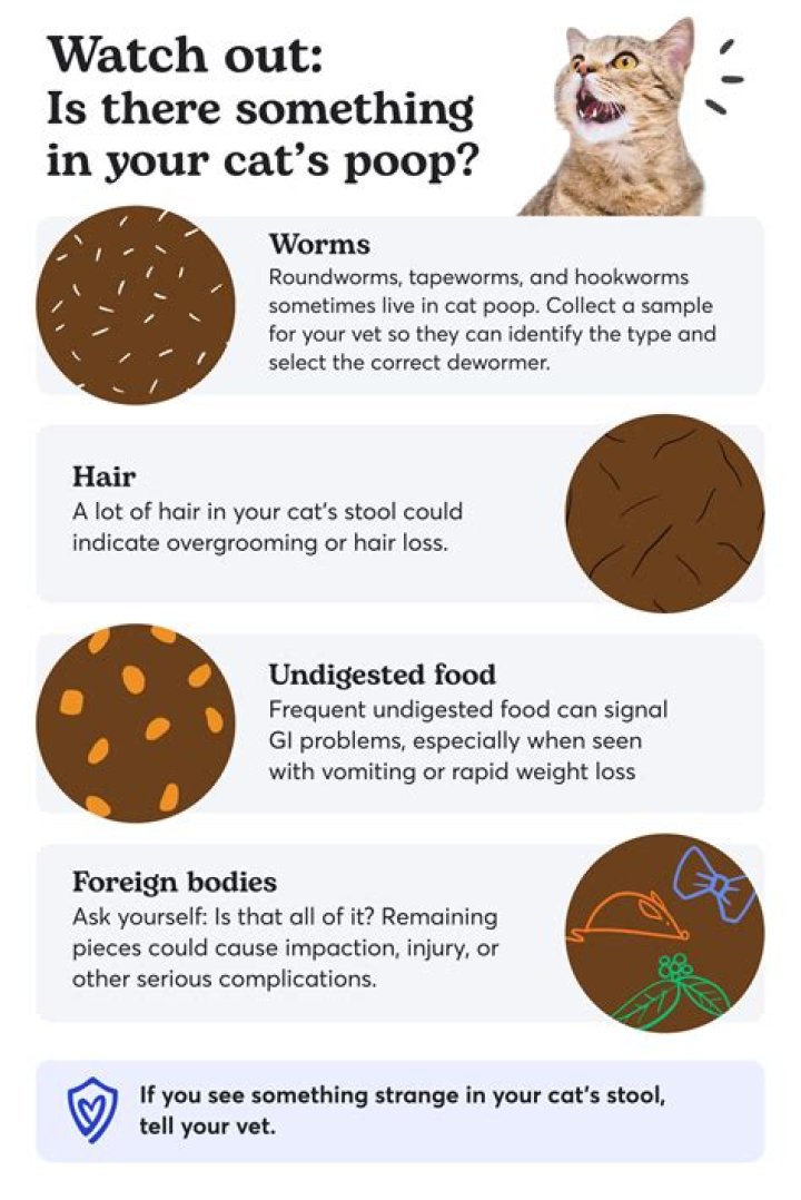 There’s probably poop in your burger