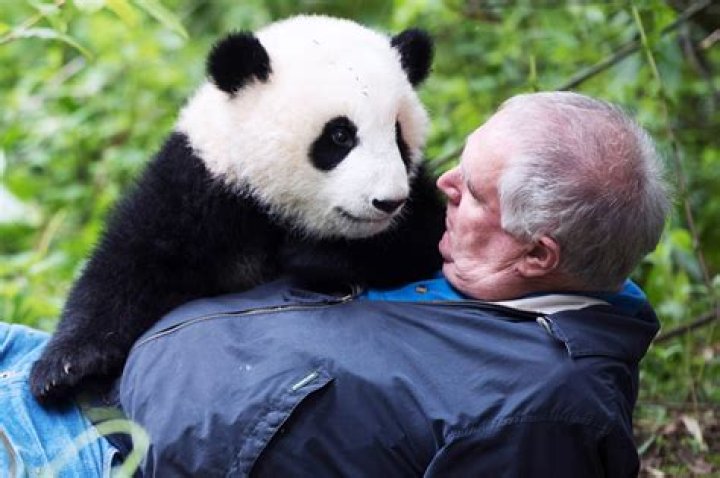 These cuddly pandas are more dangerous than they look