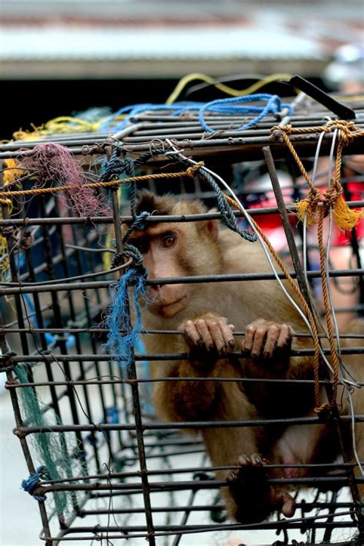 These retailers sell coconut milk allegedly made with monkey labor