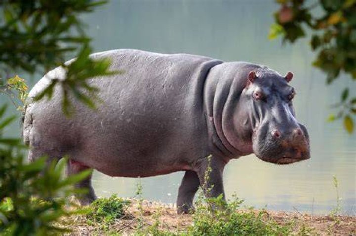 Tourist taking picture mauled to death by hippo