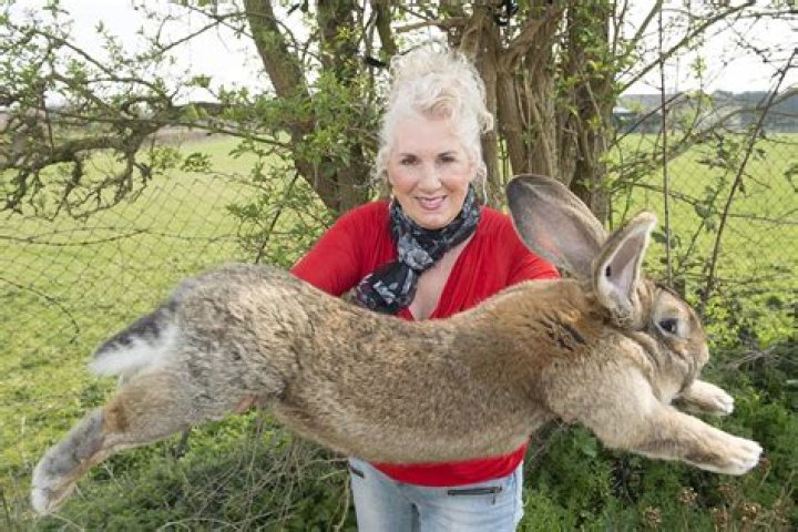 United sued over death of giant bunny