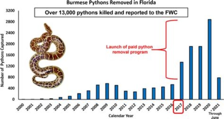US says it's 'likely impossible' to eradicate invasive Burmese python population