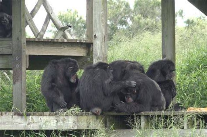Vanilla the chimp quickly making friends at Fla sanctuary