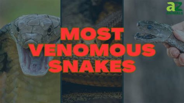 Venomous snake on the loose at Bronx Zoo