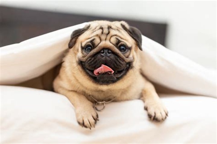Vet warns one dog breed may be more susceptible to coronavirus