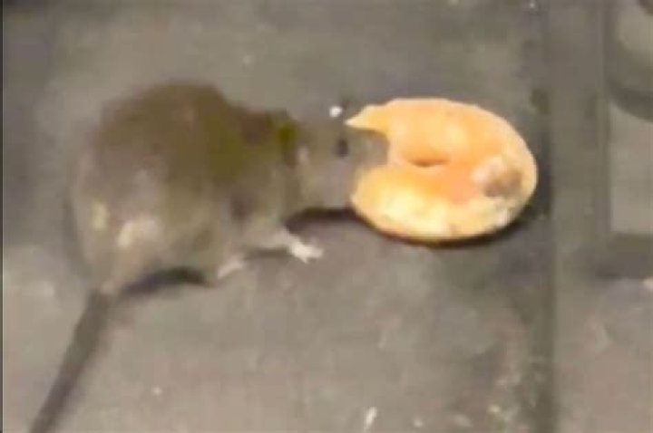 Video shows NYC rat share donut with rodent date in subway