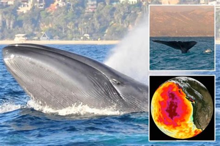 Vomit worth $250K discovered inside whale's colon