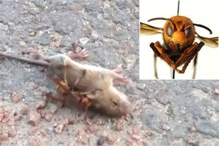 Watch an Asian murder hornet kill a mouse in seconds