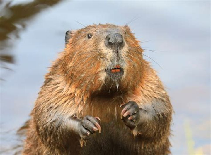 What full Beaver Moon in Gemini means for you astrologically