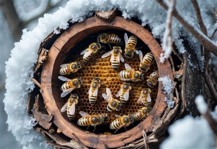 Where do bees go in the winter?