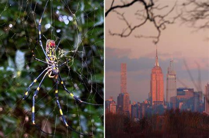 Will huge, parachuting Joro spiders invade New York City?