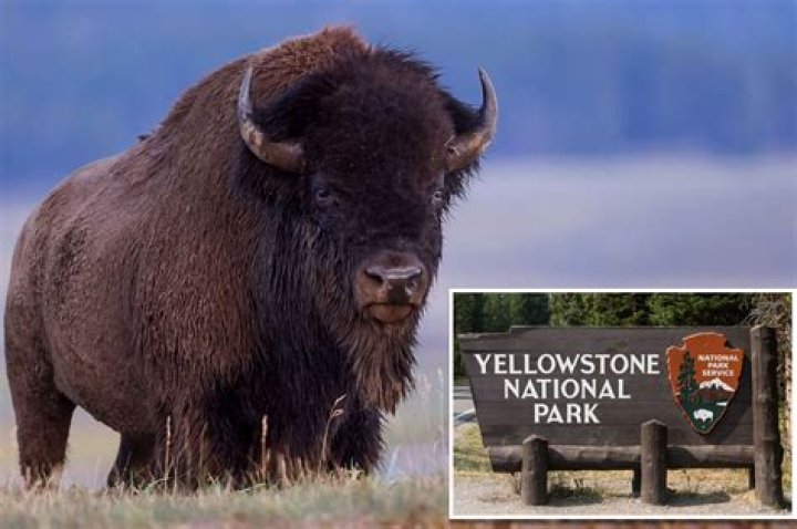 Woman gored by bison at Yellowstone on proposal trip gets engaged in hospital