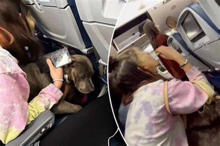 Woman sat next to 50-pound dog, vaping woman on Delta flight