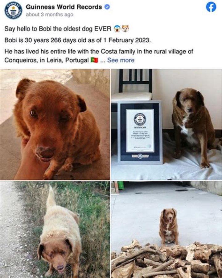 World's oldest dog, Bobi, turns 31