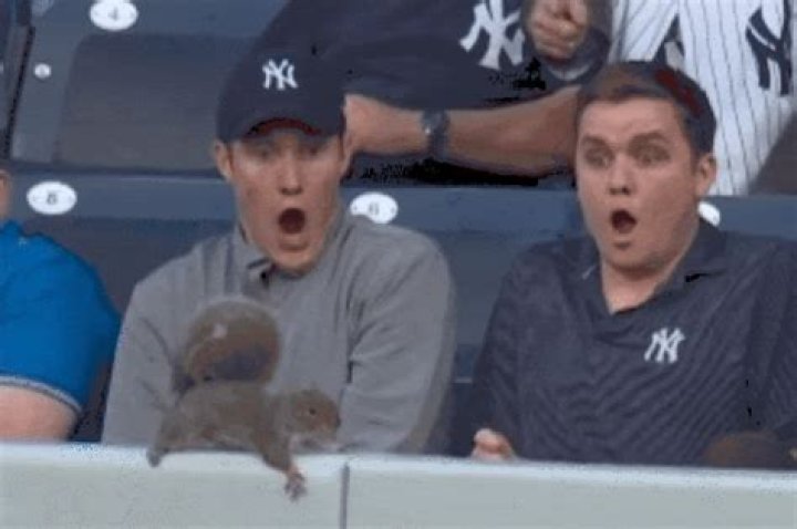 Yankees fans stunned by squirrel during game vs. Orioles