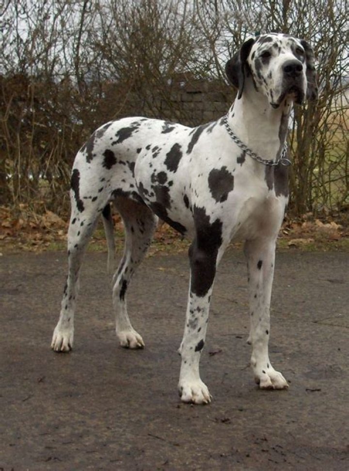 Zeus, the world's tallest dog, dies at 3